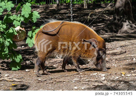 Red river hog, Potamochoerus porcus, also known as the bush pig. Red river hog, Potamochoerus porcus, also known as the bush pig. 74305545