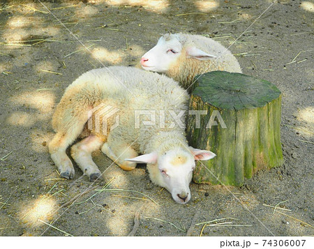 眠る羊 眠る羊 74306007
