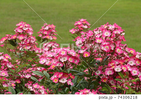 ピンク色の一重咲きの可愛い薔薇モーツァルト 74306218
