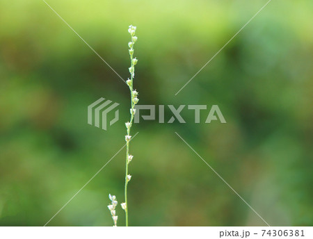 ネジバナに似た螺旋構造をもつかわいい野草　 74306381