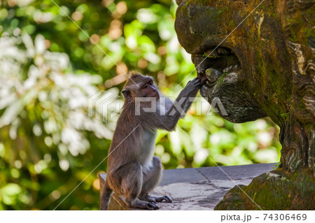 Monkey in forest park in Ubud - Bali Indonesia Monkey in forest park in Ubud - Bali Indonesia 74306469