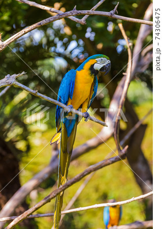 Parrot in Bali Island Indonesia Parrot in Bali Island Indonesia 74306475