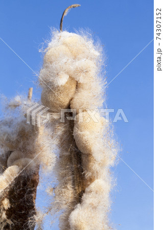winter cold weather after the snowfall with plants 74307152