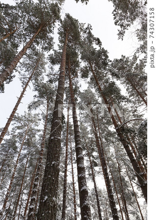 cold winter weather in the park or forest 74307158