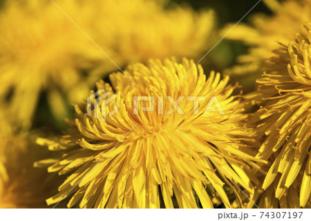 bright yellow blooming dandelions bright yellow blooming dandelions 74307197