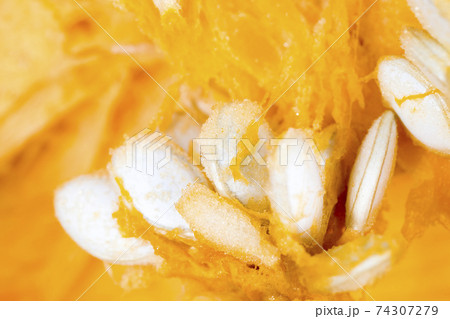 ripe orange pumpkin cut into pieces ripe orange pumpkin cut into pieces 74307279
