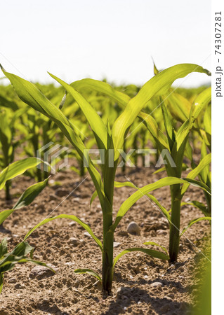 young corn sprouts in the spring season 74307281