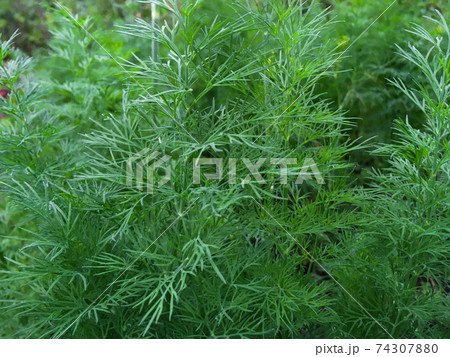 Fresh green dill backround, closeup, macro, selective focus 74307880