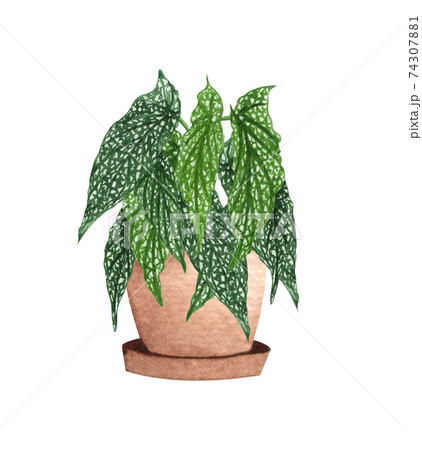 White ice begonia, houseplant in the pot, isolated on white background. Watercolor potted plant illustration. Home decor 74307881