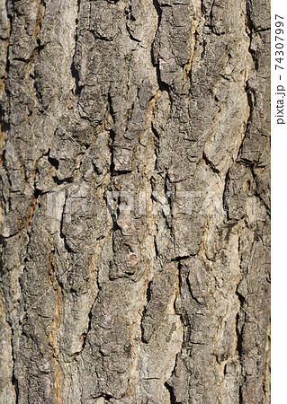 American sweetgum 74307997