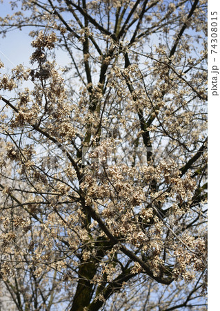 Boxelder maple 74308015