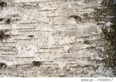 Pubescent birch 74308017