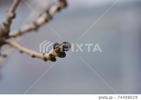 Common ash 74308029