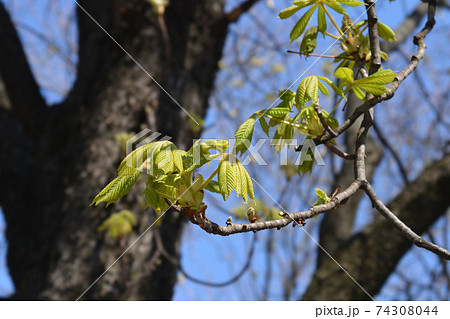 Common horse chestnut 74308044