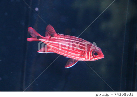 赤い魚 赤い魚 74308933