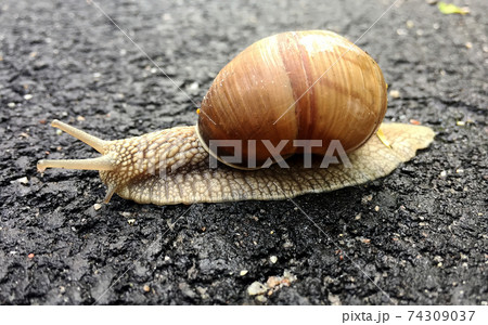 Small garden snail in shell crawling on wet road, slug hurry home 74309037