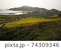 倍 清算 菜の花 74309346