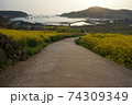 倍 清算 菜の花 74309349