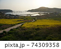 倍 清算 菜の花 74309358