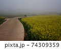 倍 清算 菜の花 74309359