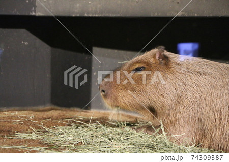 カピバラ カピバラ 74309387