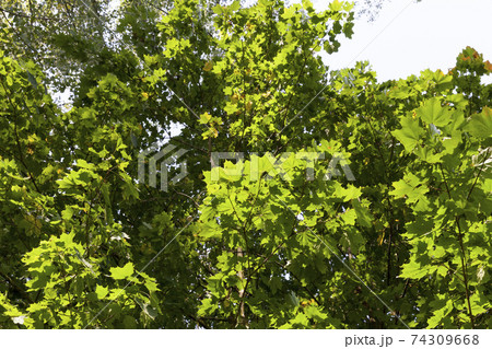 specifics of autumn nature specifics of autumn nature 74309668