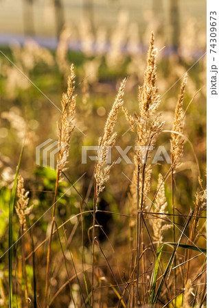 different plants during the autumn season 74309673