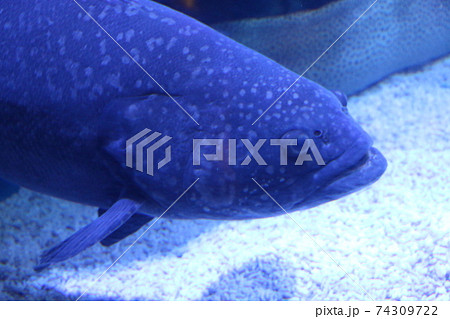 魚 魚 74309722