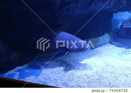 魚 魚 74309726