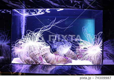 イソギンチャク イソギンチャク 74309987