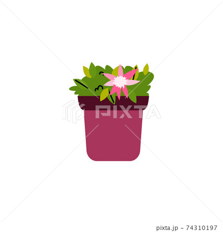 Blossom flowers in pot for decoration floral garden on city balcony. Blossom flowers in pot for decoration floral garden on city balcony. 74310197