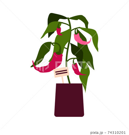 Red hot chili pepper plant with leaves and fresh fruits growing in a pot. Red hot chili pepper plant with leaves and fresh fruits growing in a pot. 74310201