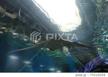 エイ エイ 74310209