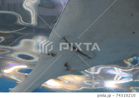 エイの裏側 74310210