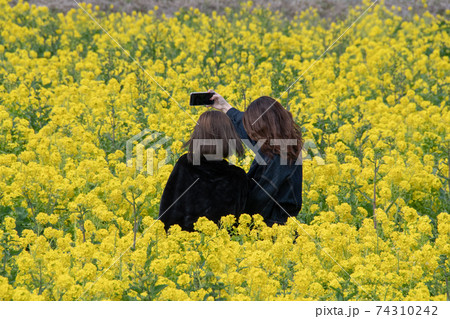 笠岡ベイファームの菜の花畑で仲良く記念写真の女性二人組の写真素材