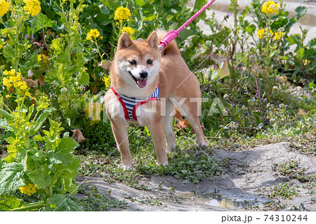 笠岡ベイファームの菜の花畑で見たとてもかわいい極小豆柴の写真素材