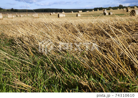 agricultural cereal plants agricultural cereal plants 74310610