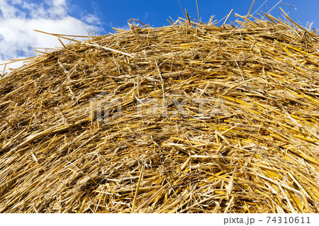 an agricultural field an agricultural field 74310611