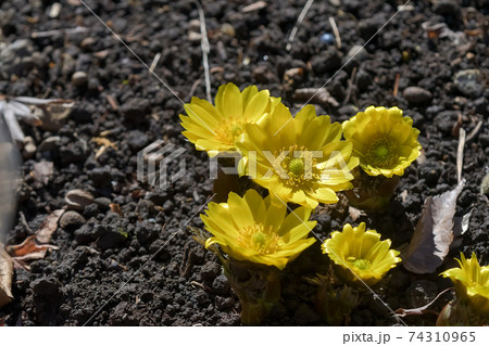 福寿草 福寿草 74310965