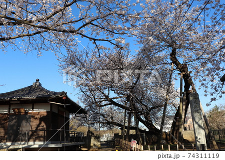静かな朝の石戸蒲ザクラと東光寺 埼玉県北本市 春の素材 静かな朝の石戸蒲ザクラと東光寺 埼玉県北本市 春の素材 74311119