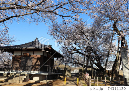 静かな朝の石戸蒲ザクラと東光寺 埼玉県北本市 春の素材 静かな朝の石戸蒲ザクラと東光寺 埼玉県北本市 春の素材 74311120