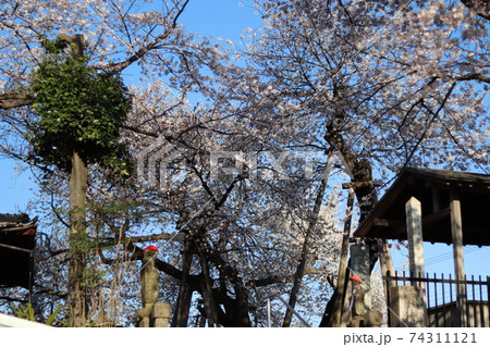 静かな朝の石戸蒲ザクラ 埼玉県北本市 春の素材 静かな朝の石戸蒲ザクラ 埼玉県北本市 春の素材 74311121