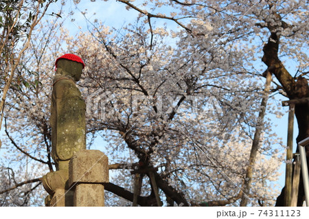 静かな朝の石戸蒲ザクラ お地蔵様 埼玉県北本市 春の素材 静かな朝の石戸蒲ザクラ お地蔵様 埼玉県北本市 春の素材 74311123