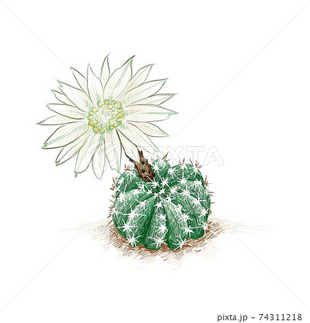 Hand Drawn Sketch of Echinopsis Subdenudata Cactus Plant Hand Drawn Sketch of Echinopsis Subdenudata Cactus Plant 74311218