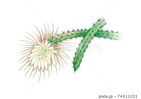 Hand Drawn Sketch of Selenicereus Cactus or Moonlight Cacti 74311231