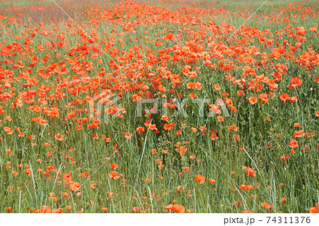Poppy flowers field. Rural landscape with red wildflowers. Many red poppies in the field. Red wildflowers. 74311376