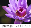 花の蜜を吸う蜂 74311558