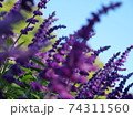 紫色の花 74311560