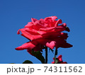 青空と赤いバラ 74311562