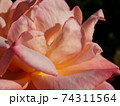近づいた桃色の薔薇 74311564